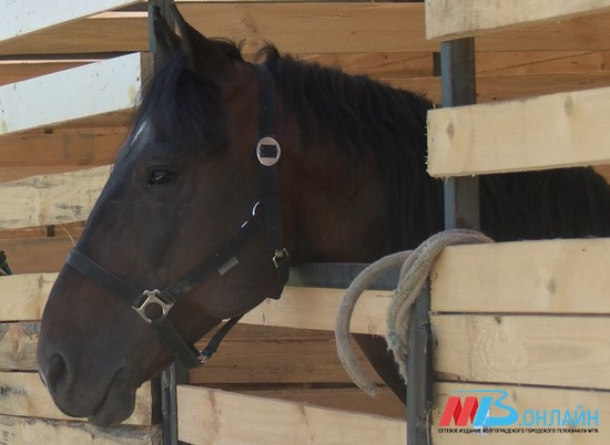 В Волгоградской области задержали подозреваемых в краже 68 лошадей